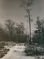 SNOW PATH TREES ORIGINAL SIGNED ART PHOTO B&W STETTNER VTG MATTE NJ CAMERA