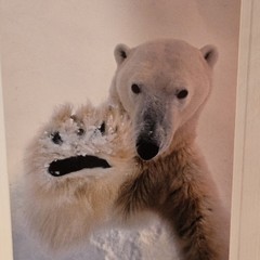 (3)Signed Tom Soucek Polar Bear Cub Photograph Anchorage Alaska (2) Walker/Bushu