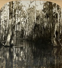 USA US Florida Ocklawaha River Landscape c1900 Photo Stereo Vintage § T