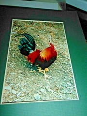 Set of 4 Wild Bird Color Prints by Debbie Lloyd,8×10, Double Mats, in Cello Bags