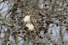 Red Tail Hawk Photo, Pick One Image – Various Sizes
