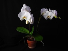 Kayhan Ghodsi Artist . White Orchids. Giclée Metal Print. 27X20.