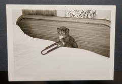 Photo Portrait Young Cat Pet Kitten Bed House Tiger Fun Art Picture Old
