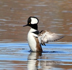 Digital Image Picture Pic Wallpaper Background /Merganser /Real JPEG Photo