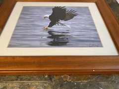 Bald Eagle “Walk On Water” Solid Wood Frame Hand Signed Photograph Lichtenberger