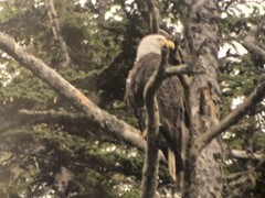 Bald Eagle Resting On A Tree 11.5×14.5” Framed Photograph