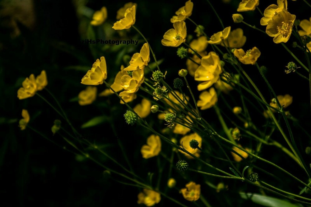 11×14 Inch Print Original Photo Photography Wall Art Landscape Flower Nature S1