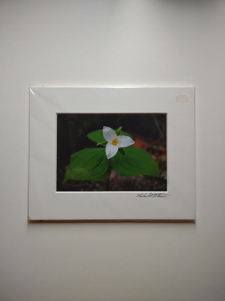 Signed Michael A Peterson Photography Trilliums Flat Mounted Canvas Gatorboard