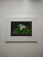 Signed Michael A Peterson Photography Trilliums Flat Mounted Canvas Gatorboard