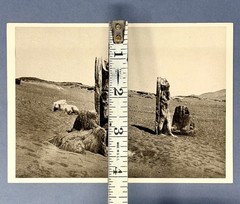 Colossi And Sphinx, 1857 Fotofolio Art Print Card Photo By Francis Frith