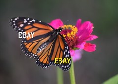 Monarch Butterfly Photograph