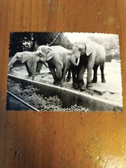 Foto Elefanten im Zoo Tierpark elefants Animals FC