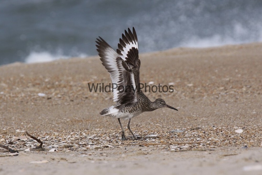 Willet Photo, Pick One Image – Various Sizes