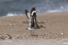 Willet Photo, Pick One Image – Various Sizes