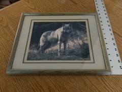 Framed Wolf Photo Print James T Jones Glass and Triple Matting 12” x 15”