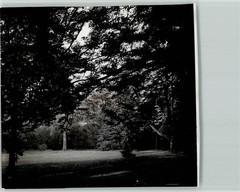 40137638 – 4804 Versmold Forest Shot Photo 11x15cm