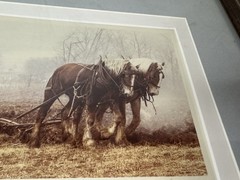 Bill Coleman Amish No. 11 Photograph 1/750 Farmer Draft Horse Team Plowing Field