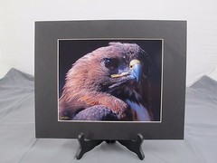 9.5″ x 7.5″ Red Tailed Hawk Head shot Black Matted Wildlife Photography «VH»