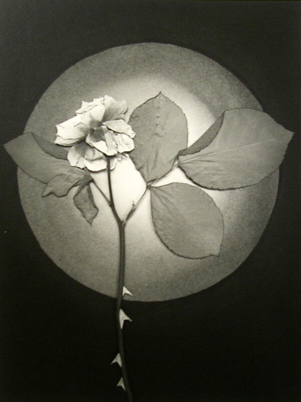 HUNTINGTON WITHERILL «ROSE» 1990 PRINTED 1991 VINTAGE GELATIN SILVER P