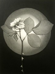 HUNTINGTON WITHERILL «ROSE» 1990 PRINTED 1991 VINTAGE GELATIN SILVER P