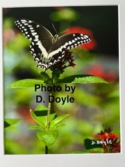 Palamedes Swallowtail Papilio Butterfly Photograph