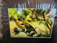 Matted Photography Couple of American Gold Finches Close Up, 8×10
