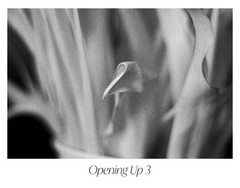 Black & White Floral Photograph Print Set – «Opening Up» 1 2 3