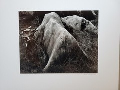 Richard Garrod, black and white photography, Hydraulic Mined Area