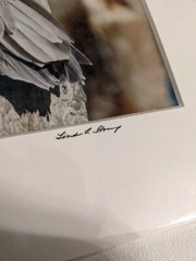 Pelican Photo By Linda E. Stump, Photographer, Profess. Matted, In Clear Plastic
