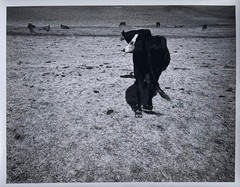 Wolf Von Dem Bussche – From The Peaceable Kingdom c.1971 (LHi01)