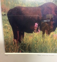 Moose Smelling Flowers Framed 2/100 Photo Signed Willie Holdman 12 1/4″X9 3/4″