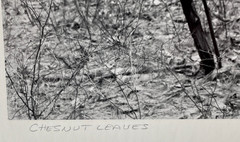 Charles Fendrock ‘Chestnut Leaves’ B&W Photograph – Unframed, Listed Artist