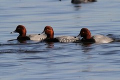 RedHead Duck Photo, Pick One Image – Various Sizes