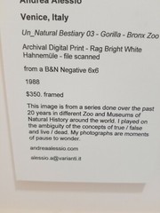 Andrea Alessio Animal Photo Wall Art Gorilla Zoo Framed Print Picture