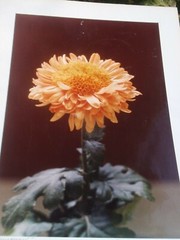 LOT OF 3 ORIGINAL COLOR PHOTOGRAPHS OF PLANTS FLOWERS 14.5 X 10.25 INCHES