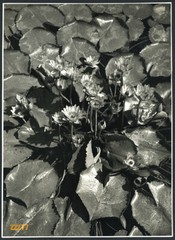 Larger size Vintage signed Photograph, still life w flowers, by LENGYEL 1940