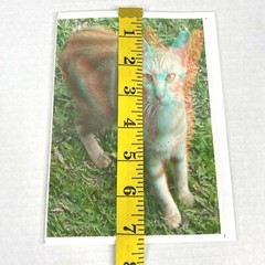 Orange Kitty Cat Hotel 3-D 3D Photograph Art Phantom Image Barry Rothstein New