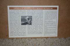 Thomas Mangelsen, Survivor-Bengal Tiger (20″x30″ photograph size)