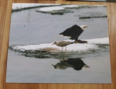 American Bald Eagle Print Pictures Lot of 3 Standing Nature Preserve Water 8×10