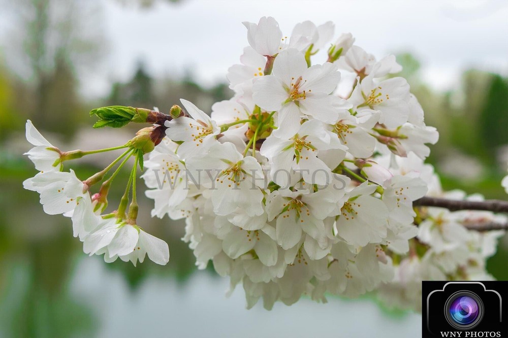 12×18 Photograph Print of Cherry Blossom at Forest Lawn Cemetery – FREE SHIPPING