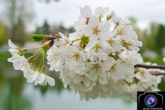 12×18 Photograph Print of Cherry Blossom at Forest Lawn Cemetery – FREE SHIPPING