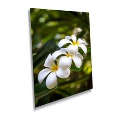 Island Elegance: Hawaiian White Plumeria Flower Wall Art Nature Print