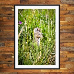 Ground Squirrel – Wildlife Fine Art Photography Prints
