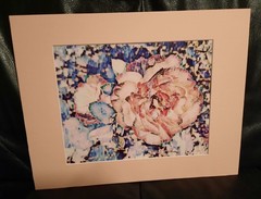 Matted Photograph: Rose Whispers