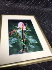 Framed & Matted Photograph “Peace Rose After The Rain” Switzer Custom Frame