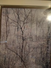 Eliot Porter Print Redbud Tree In Bottom Land Formatting’s Professional Framed