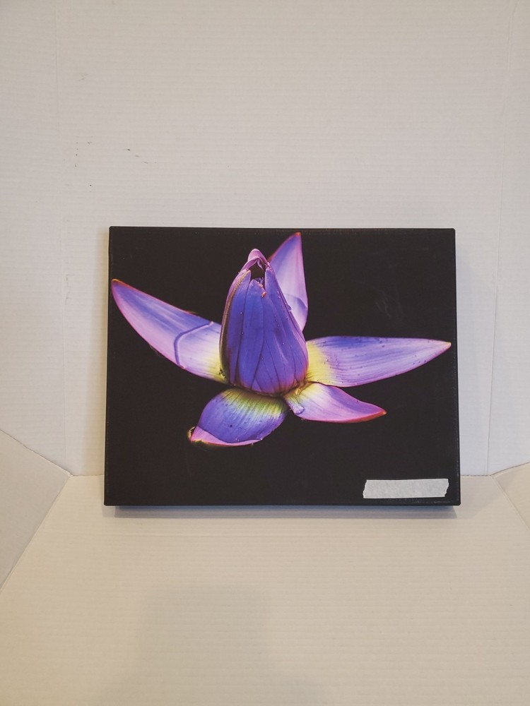 Waterlily Night Vision Canvas Original Prints 11X14
