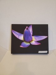 Waterlily Night Vision Canvas Original Prints 11X14