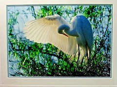 Thomas Mangelsen Le Danseur — Great Egret Framed Photograph