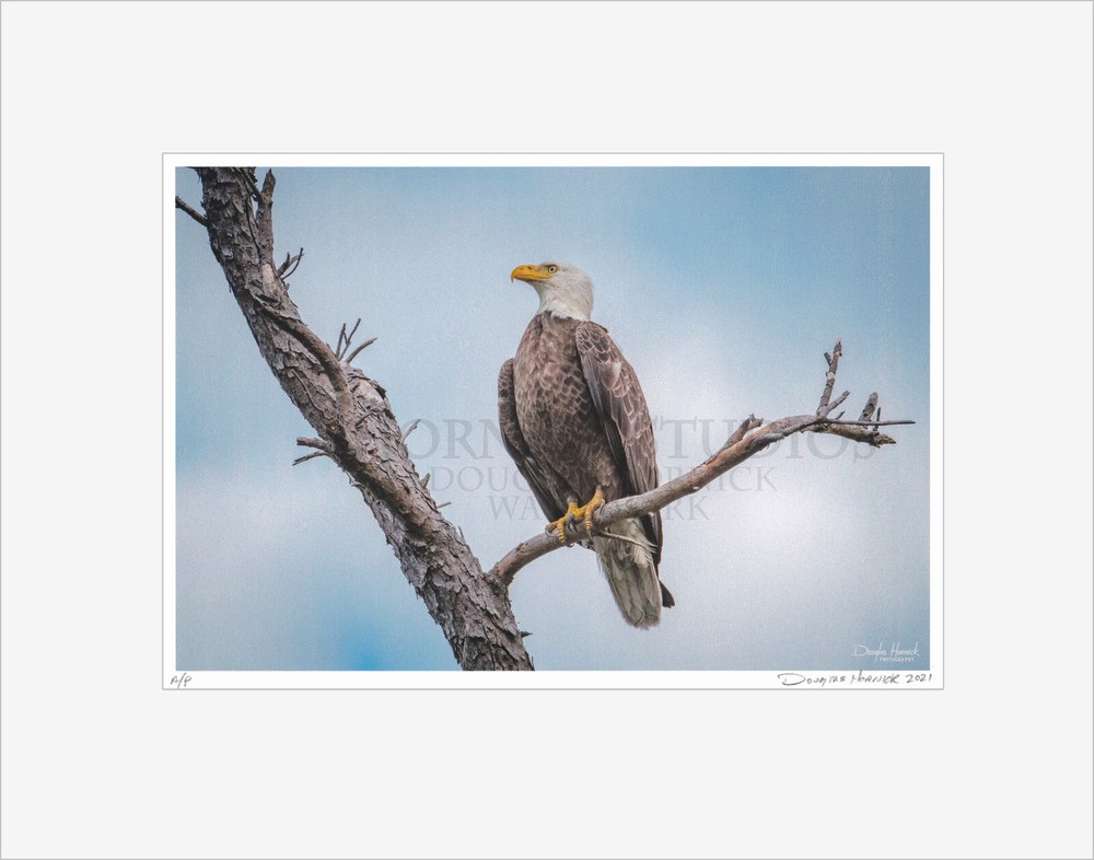 American Bald Eagle – Matted for 11×14 Signed Proof Fine Art Photography